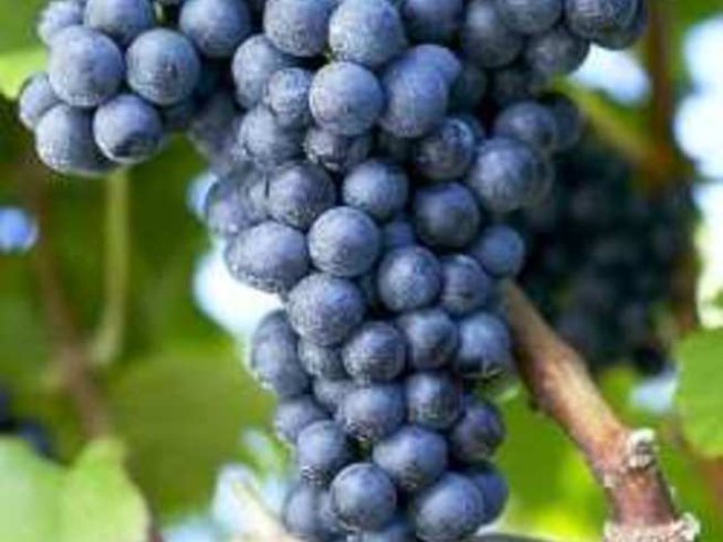 Трифон Зарезан – да зарежем лозята