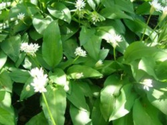 Дивият чесън – красиво цвете и полезна билка