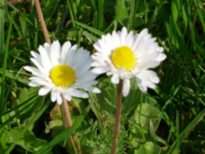 Съветите на баба: Изневяра