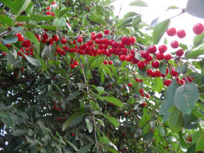 Вишната – киселата сладост на лятото