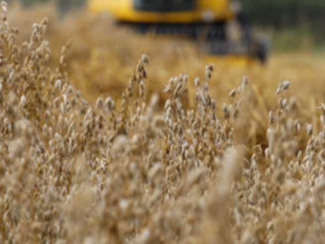 Здраво и красиво тяло с овесени трици