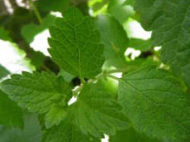 Масло от маточина лекува гъбички и екземи