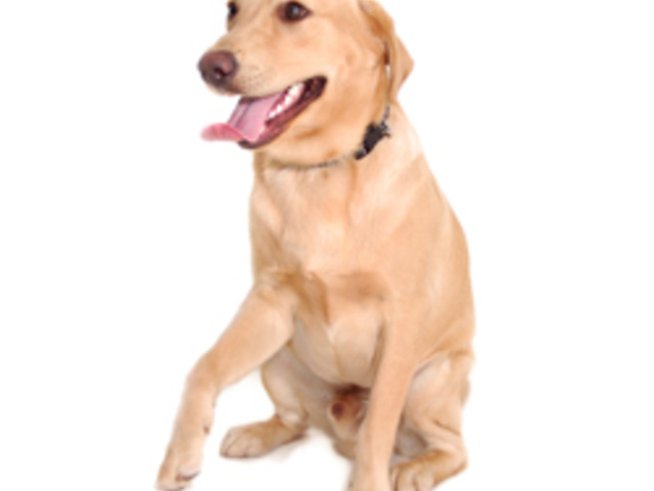 Домашни любимци под наем и у нас