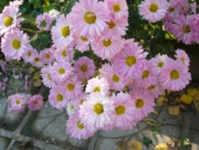 Хризантемата – символ на щастие и на тъга