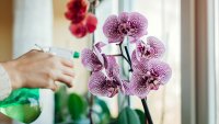 Как да накарате орхидеята да цъфти?