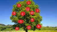 Тест: Дървото на желанията (Видео)