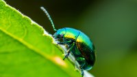 Какво означава, ако видите зелен бръмбар? 