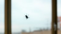 Хитри трикове за прогонване на мухи от дома