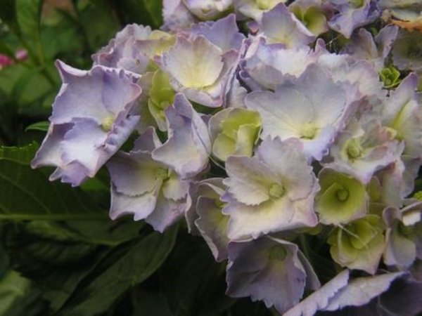 Прекрасните цветове на лятната градина - хортензия (Hydrangea).