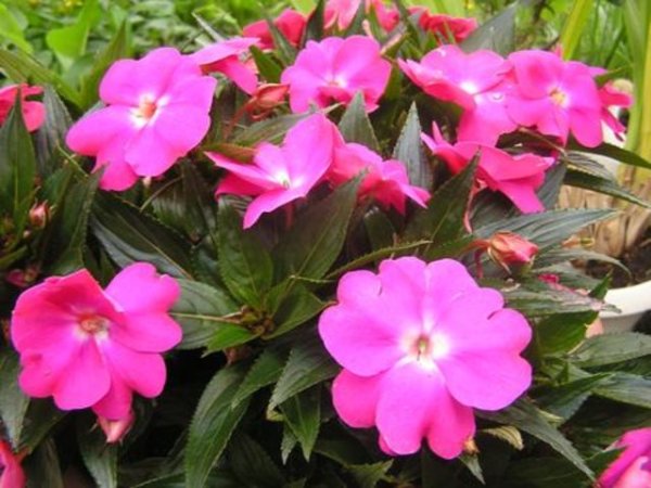 Прекрасните цветове на лятната градина - циганче (Impatiens).