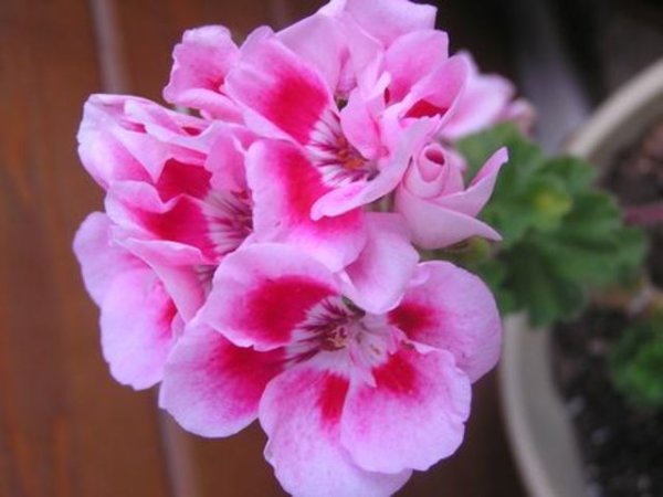 Прекрасните цветове на лятната градина - кралско мушкато (Pelargonium).