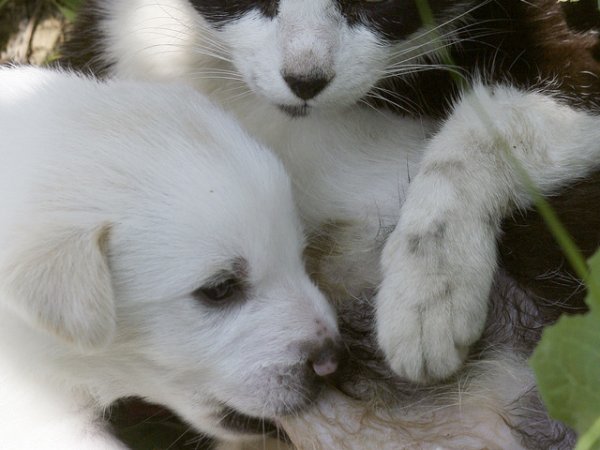 Котка кърми малко кученце близо до град Мурамас, намиращ се недалеч от Тирана. Майката на кученцето е била убита от кола, а котката е загубила своите малки след раждането им.