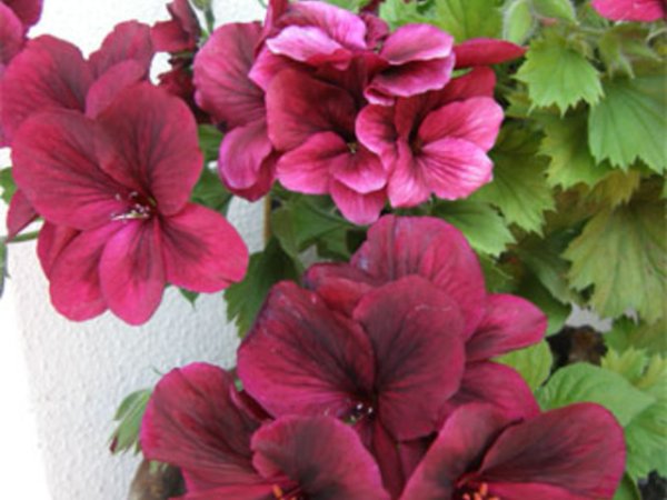 Pelargonium Pelgardini - Английско мушкато.
