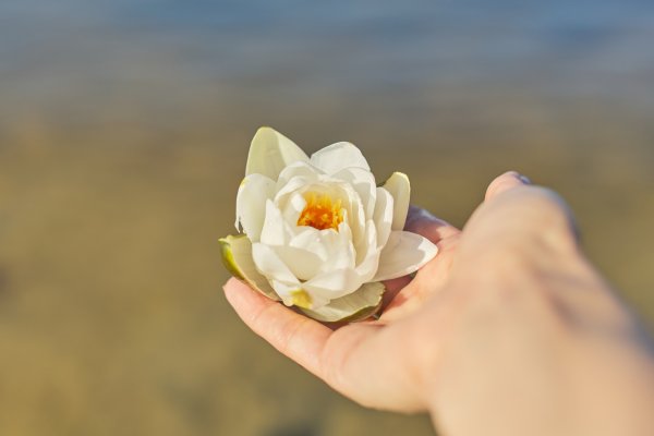 Екстрактът от бялата водна лилия е известен и с това, че е богат на съединения, които са изключително полезни за изсветляване на кожата и по този начин ни помагат да постигнем равномерен тен. Това прави този цветен екстракт подходяща, но и нежна грижа срещу пигментни петна. Освен това, хидратиращите свойства на цветето помагат да поддържате кожата мека и еластична.
Снимка: istock